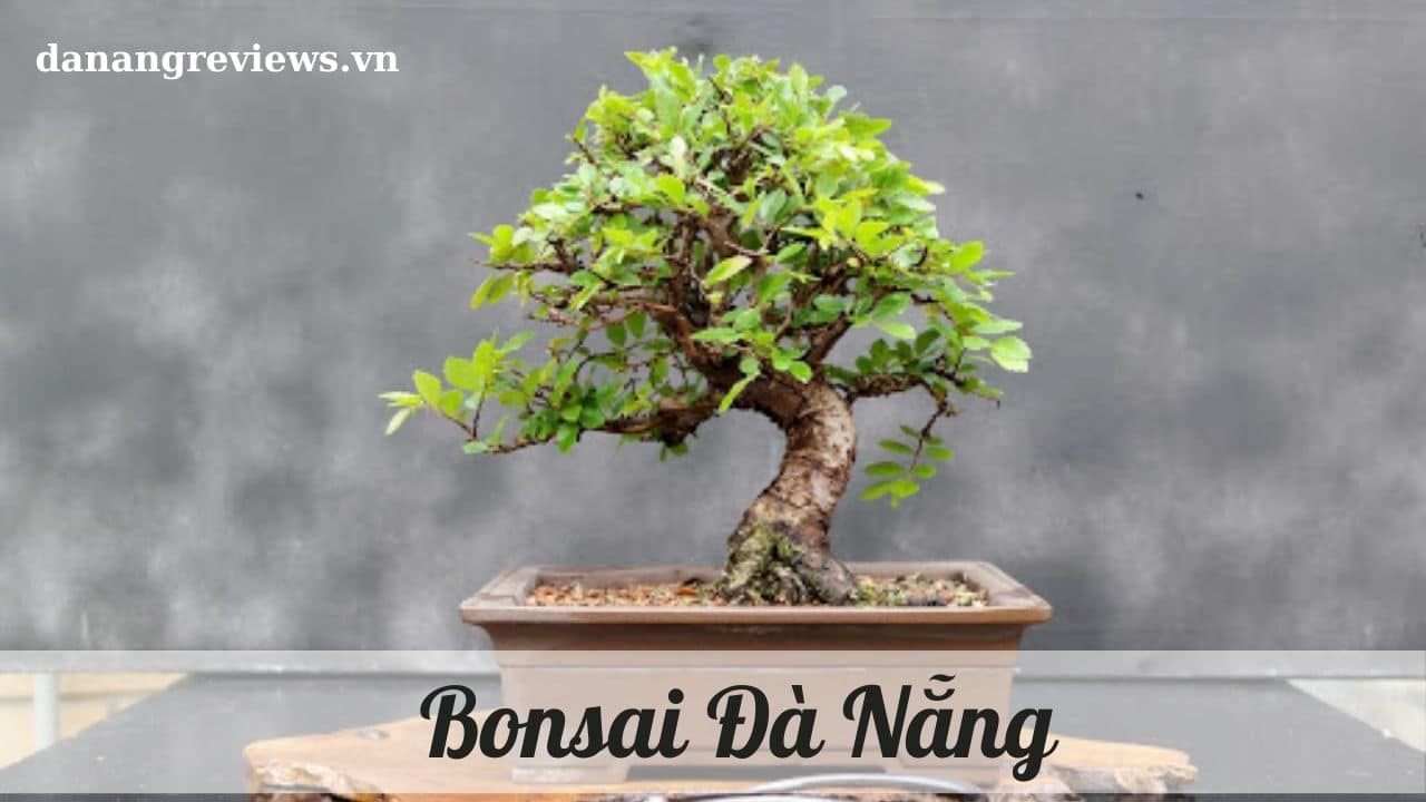 Bonsai Đà Nẵng