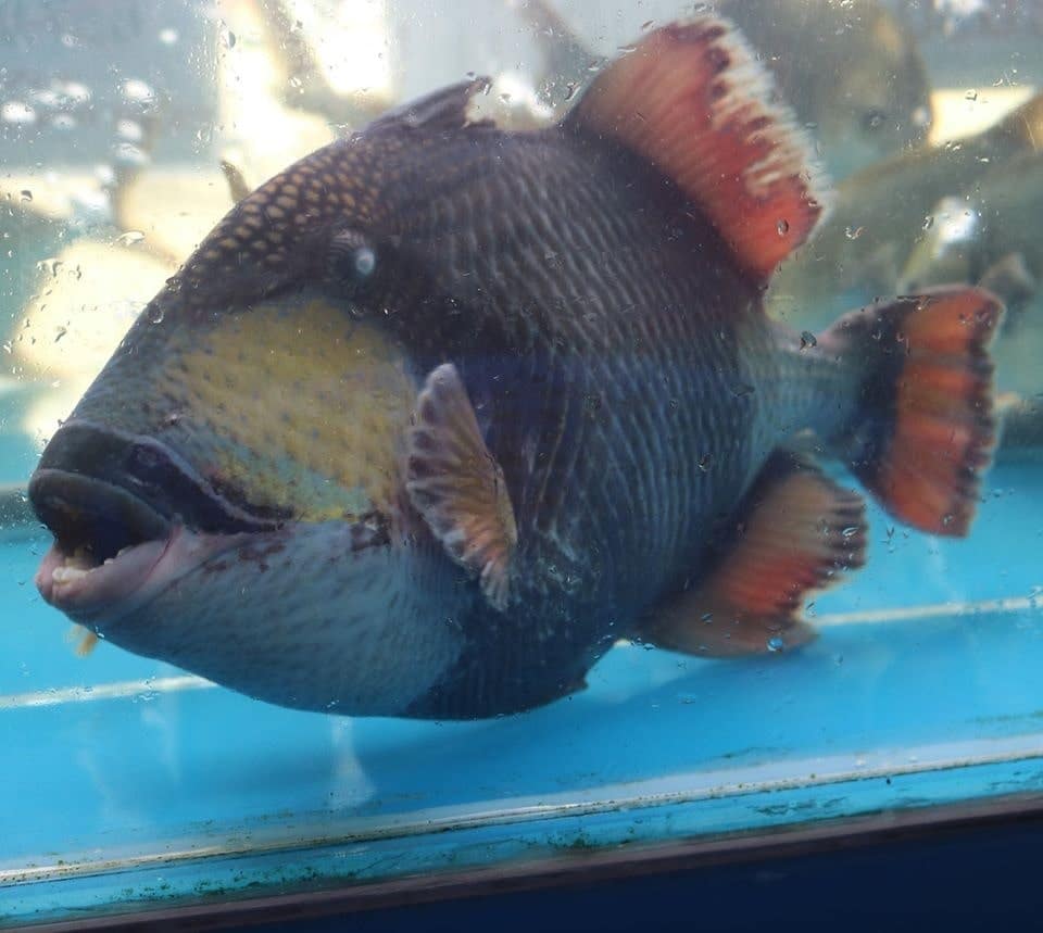 Cá Bò Đá Đà Nẵng