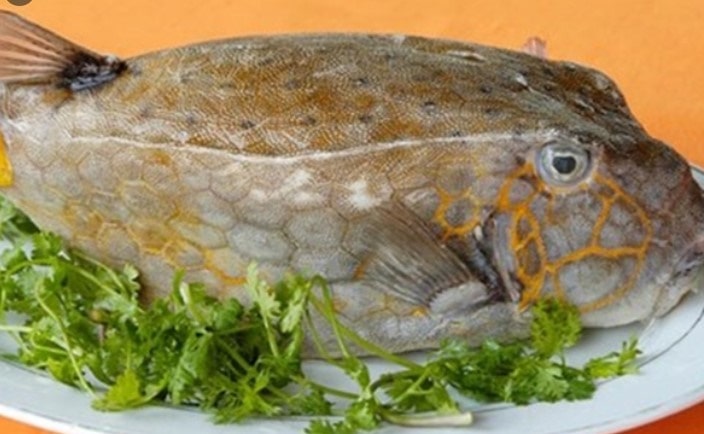 Cá Bò hòm Đà Nẵng