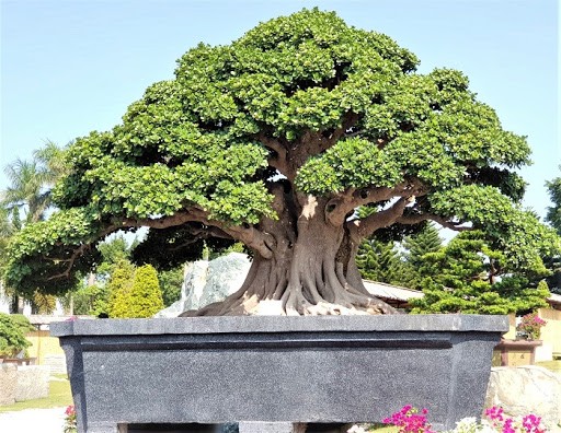 Mẫu bonsai cỡ lớn Đà Nẵng