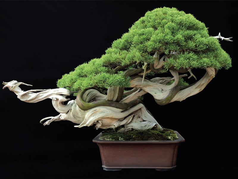 Mẫu bonsai đẹp tại Đà Nẵng