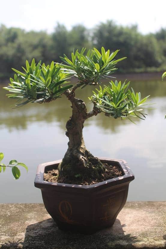 Mẫu bonsai tại Đà Nẵng